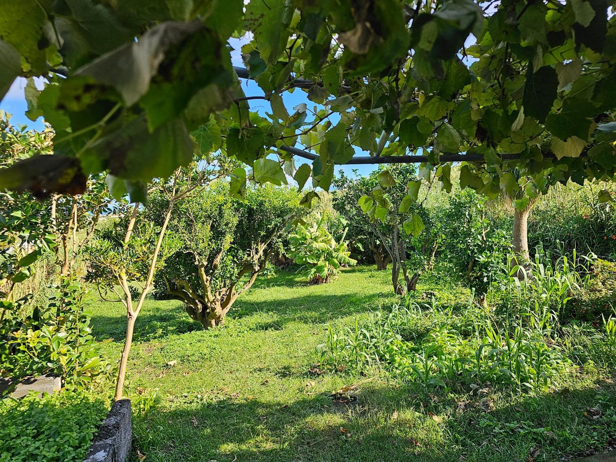 Casa Anjos Holiday Cottages Cedros Zewnętrze zdjęcie